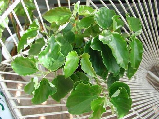 B. ‘Hanakanzashi’